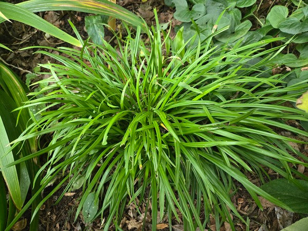 Image of Carex kraliana 'Miss Mississippi' taken at Juniper Level Botanic Gdn, NC by JLBG