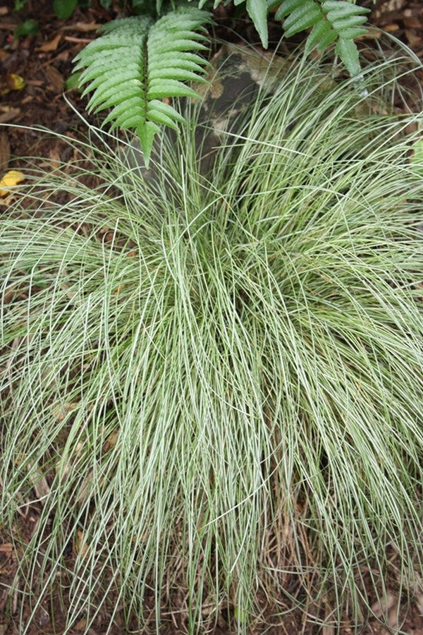 Image of Carex lanceolata 'Silk Tassel' taken at Juniper Level Botanic Gdn, NC by JLBG