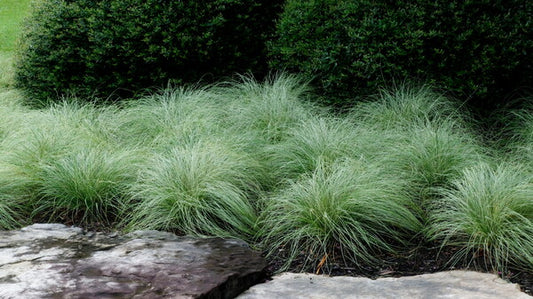 Image of Carex lanceolata 'Silk Tassel' taken at Unique Plant by JLBG