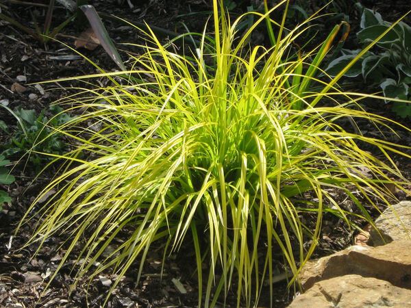 Image of Carex oshimensis 'Everillo' PP 21,002 by P. Fitzgerald