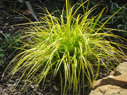 Image of Carex oshimensis 'Everillo' PP 21,002 by P. Fitzgerald