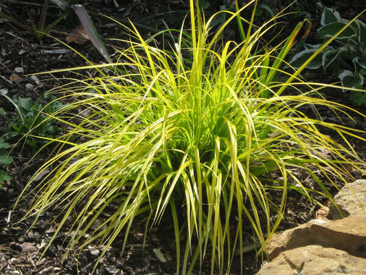 Image of Carex oshimensis 'Everillo' PP 21,002 by P. Fitzgerald