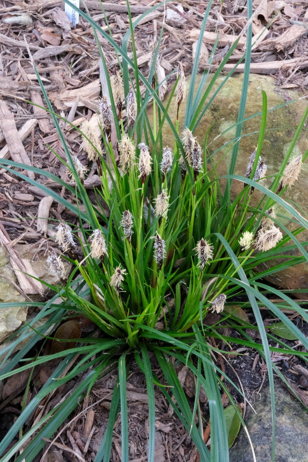 Image of Carex picta 'Bama Beauty' taken at Juniper Level Botanic Gdn, NC by JLBG