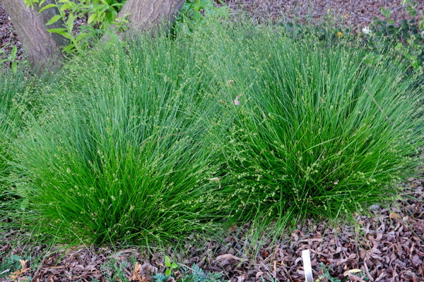 Image of Carex radiata 'Halifax' taken at Juniper Level Botanic Gdn, NC by JLBG