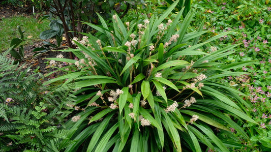 Image of Carex scaposa DJHV 2304 taken at Juniper Level Botanic Gdn, NC by JLBG