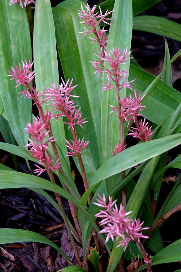 Carex scaposa | Chinese Pink Fairy Sedge