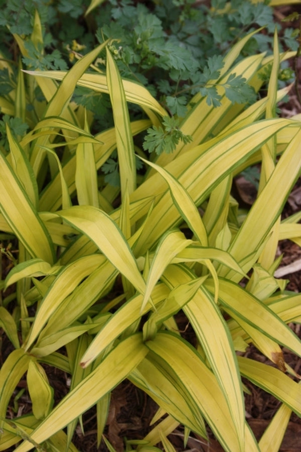 Image of Carex siderosticta 'Banana Boat' taken at Juniper Level Botanic Gdn, NC by JLBG