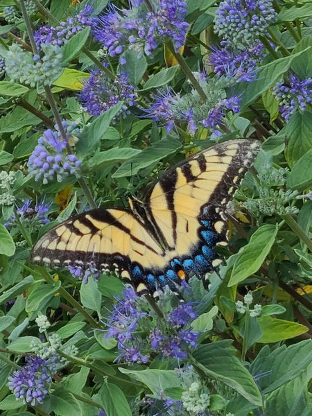 Image of Caryopteris x clandonensis 'Blue Empire' PP 30,494 taken at Juniper Level Botanic Gdn, NC by JLBG