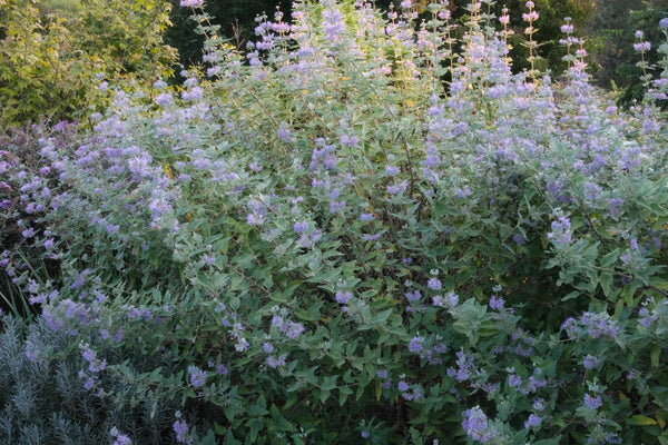 Image of Caryopteris x clandonensis 'Blue Empire' PP 30,494 taken at Juniper Level Botanic Garden, Raleigh NC by JLBG