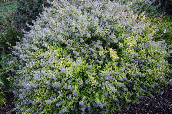 Image of Caryopteris x clandonensis 'Gold Crest' PP 32,310 taken at Juniper Level Botanic Gdn, NC by JLBG