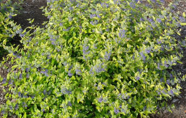 Image of Caryopteris x clandonensis 'Gold Crest' PP 32,310 taken at Juniper Level Botanic Gdn, NC by JLBG