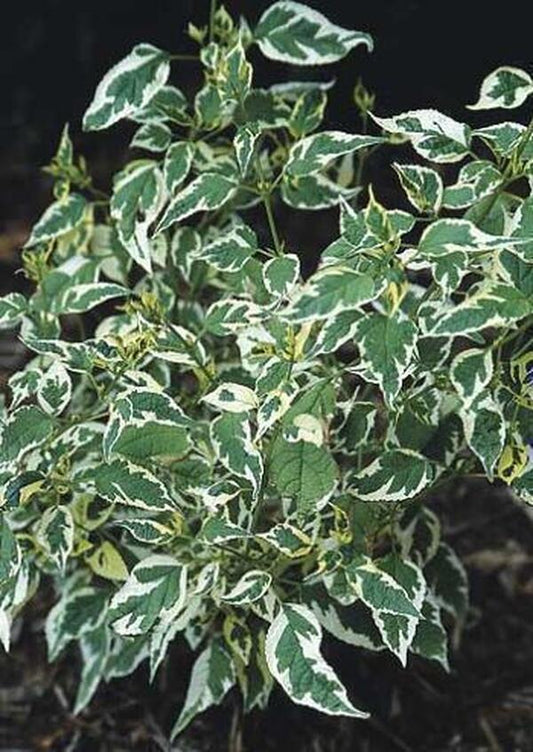 Image of Caryopteris divaricata 'Snow Fairy' taken at Juniper Level Botanic Gdn, NC by JLBG