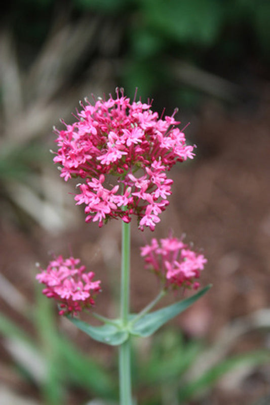 Image of Centranthus ruber 'Coccineus' taken at Juniper Level Botanic Gdn, NC by JLBG