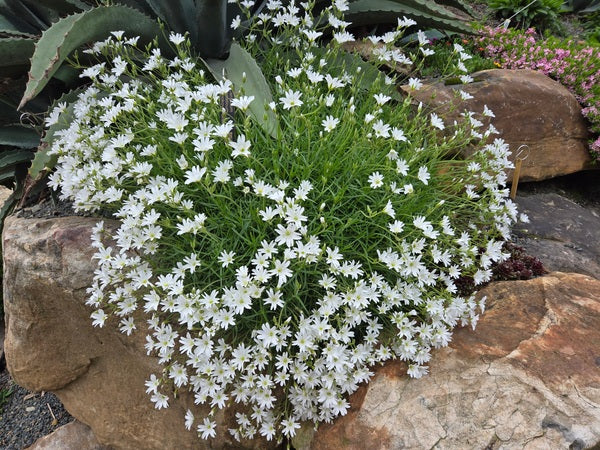 Image of Cerastium banaticum 'Moonshine' taken at Juniper Level Botanic Gdn, NC by JLBG