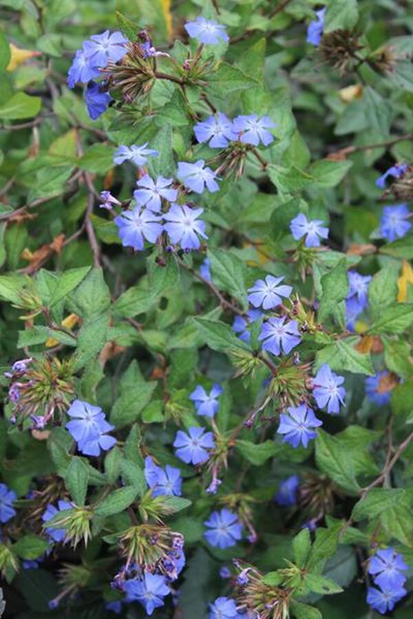 Image of Ceratostigma willmottianum