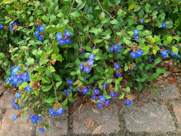 Image of Ceratostigma willmottianum taken at Juniper Level Botanic Gdn, NC by JLBG