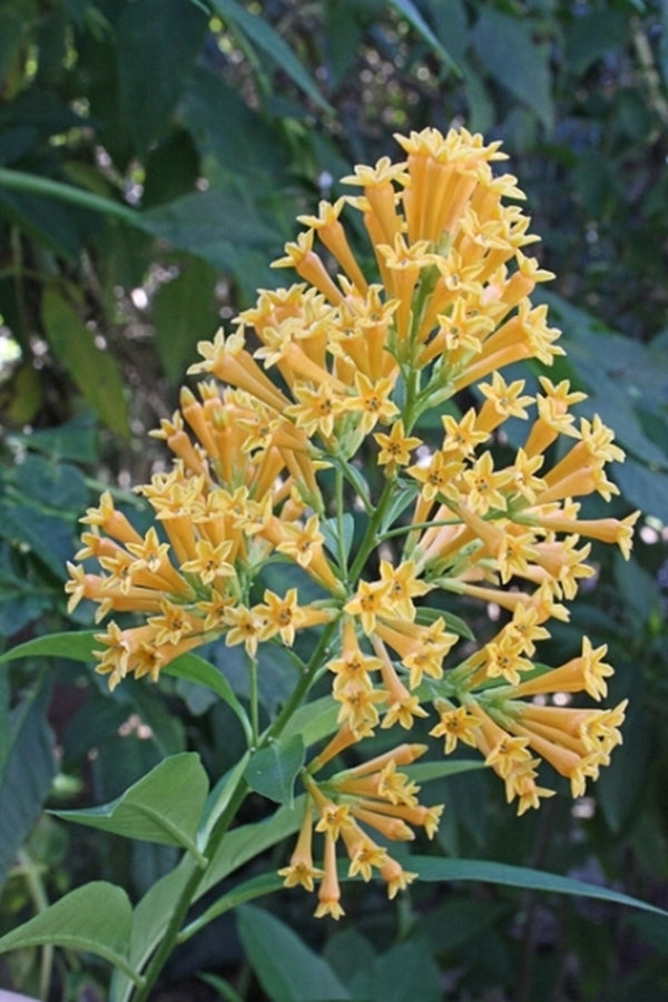 Image of Cestrum parqui 'Orange Peel' taken at Juniper Level Botanic Gdn, NC by JLBG