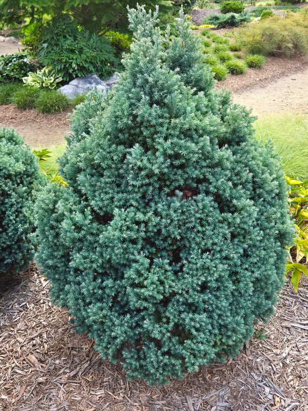 Chamaecyparis pisifera 'Baby Blue Ice'