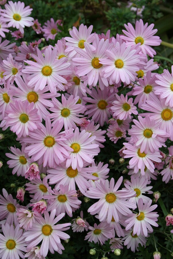Image of Chrysanthemum 'Country Girl' taken at Juniper Level Botanic Gdn, NC by JLBG
