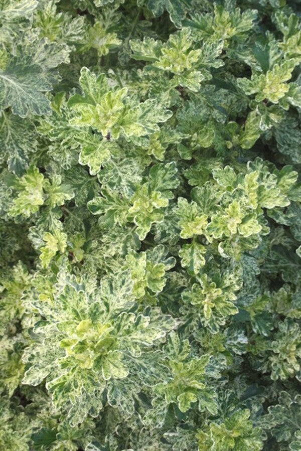 Image of Chrysanthemum 'Frosty' taken at Juniper Level Botanic Gdn, NC by JLBG