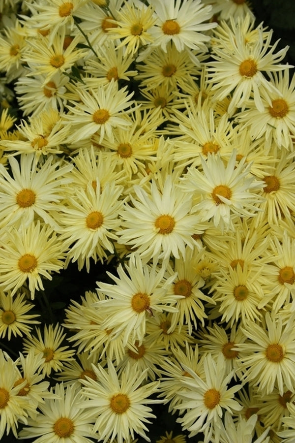 Image of Chrysanthemum 'Gethsemane Moonlight' taken at Juniper Level Botanic Gdn, NC by JLBG