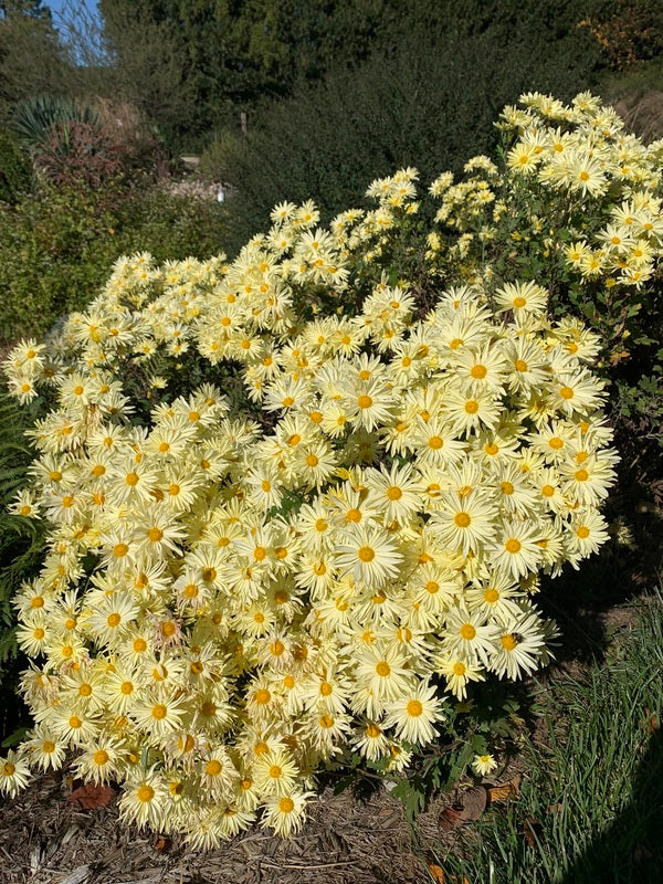 Image of Chrysanthemum 'Gethsemane Moonlight' taken at Juniper Level Botanic Gdn, NC by Lidia Churakova