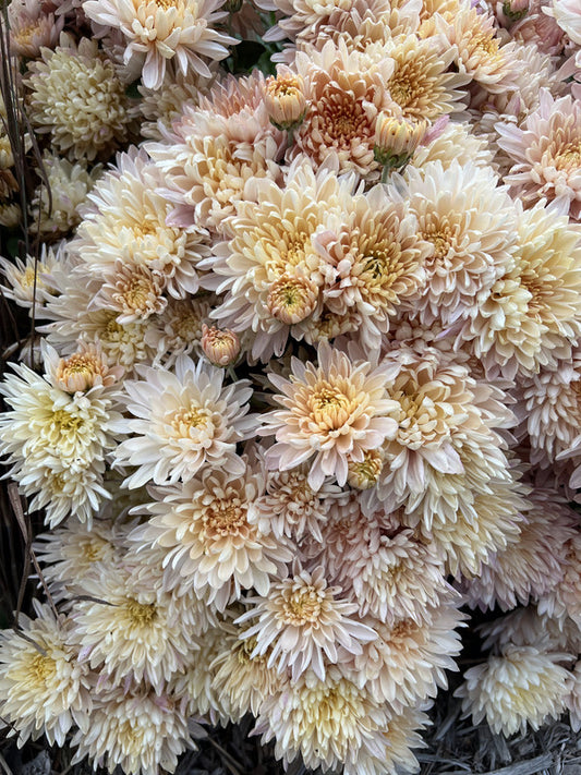 Image of Chrysanthemum 'Tina Louise' taken at Walters Gardens, MI by H. Hansen