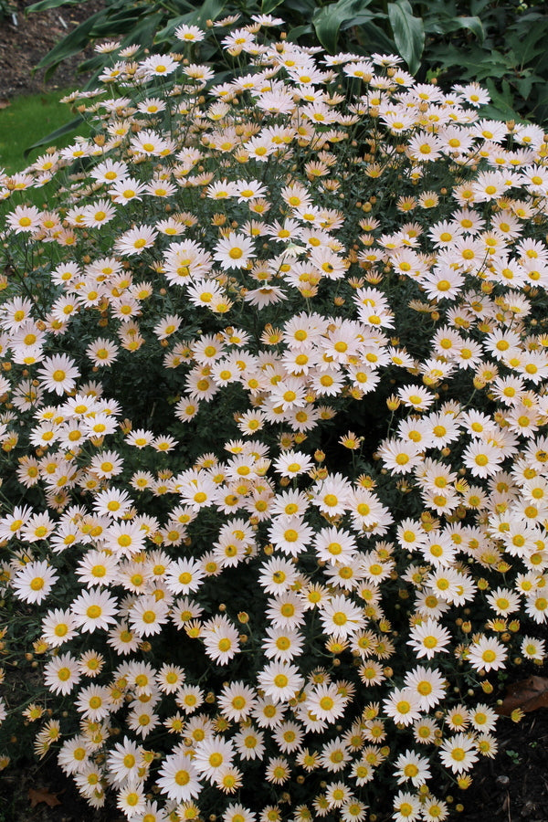 Image of Chrysanthemum zawadzkii ssp. zawadzkii 'Apricot' taken at Juniper Level Botanic Gdn, NC by JLBG