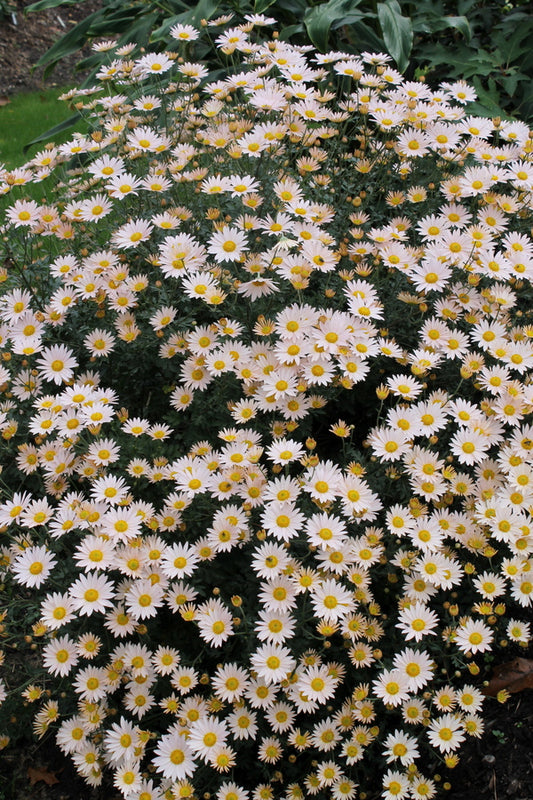 Image of Chrysanthemum zawadzkii ssp. zawadzkii 'Apricot' taken at Juniper Level Botanic Gdn, NC by JLBG