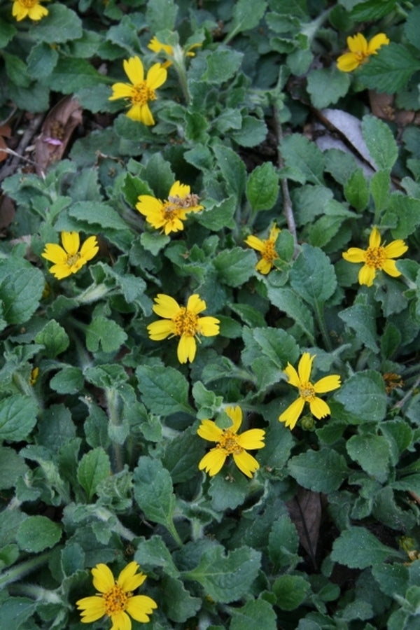 Image of Chrysogonum australe 'Eco Lacquered Spider' taken at Juniper Level Botanic Gdn, NC by JLBG