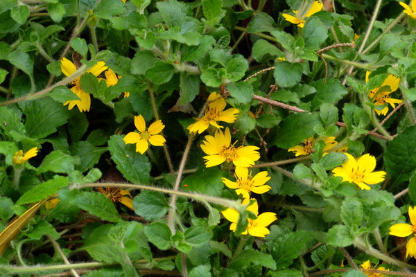 Image of Chrysogonum australe 'Eco Lacquered Spider'