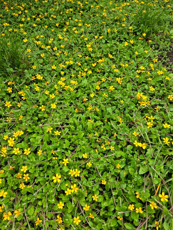 Image of Chrysogonum australe 'Eco Lacquered Spider' taken at Juniper Level Botanic Gdn, NC by JLBG