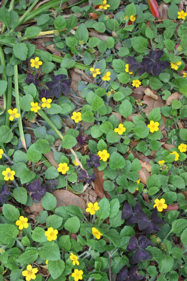 Image of Chrysogonum virginianum 'Pierre' taken at Juniper Level Botanic Gdn, NC by JLBG