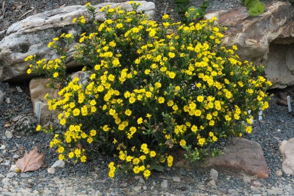 Image of Chrysopsis mariana 'Little Miss Sunshine' taken at Juniper Level Botanic Gdn, NC by JLBG