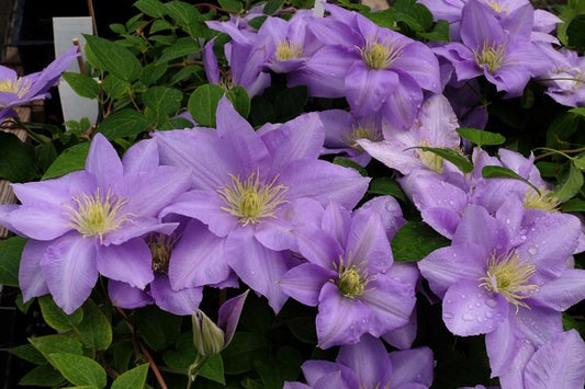 Image of Clematis 'Cezanne'  PP 15,166 taken at Juniper Level Botanic Gdn, NC by JLBG