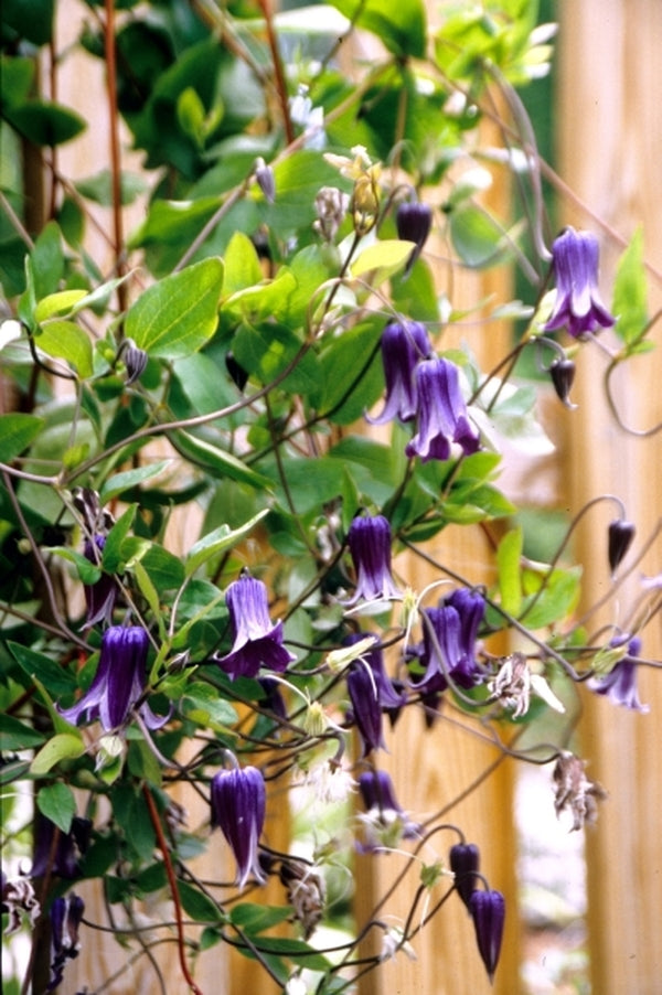 Image of Clematis 'Rooguchi' taken at Juniper Level Botanic Gdn, NC by JLBG