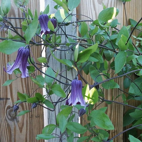 Clematis Rooguchi | Rooguchi Clematis - Plant Delights Nursery