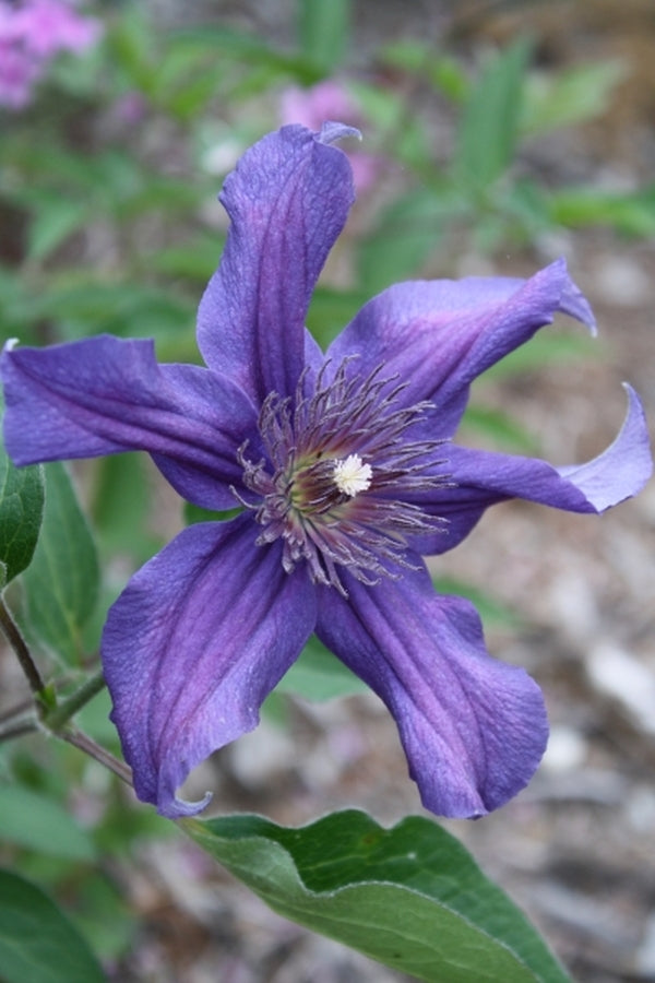 Image of Clematis 'Sapphire Indigo' PP 17,012 taken at Juniper Level Botanic Gdn, NC by JLBG