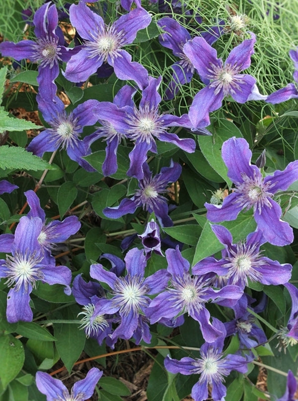 Image of Clematis 'Sapphire Indigo' PP 17,012 taken at Juniper Level Botanic Gdn, NC by JLBG