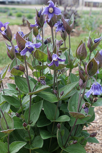 Clematis 'Stand by Me'