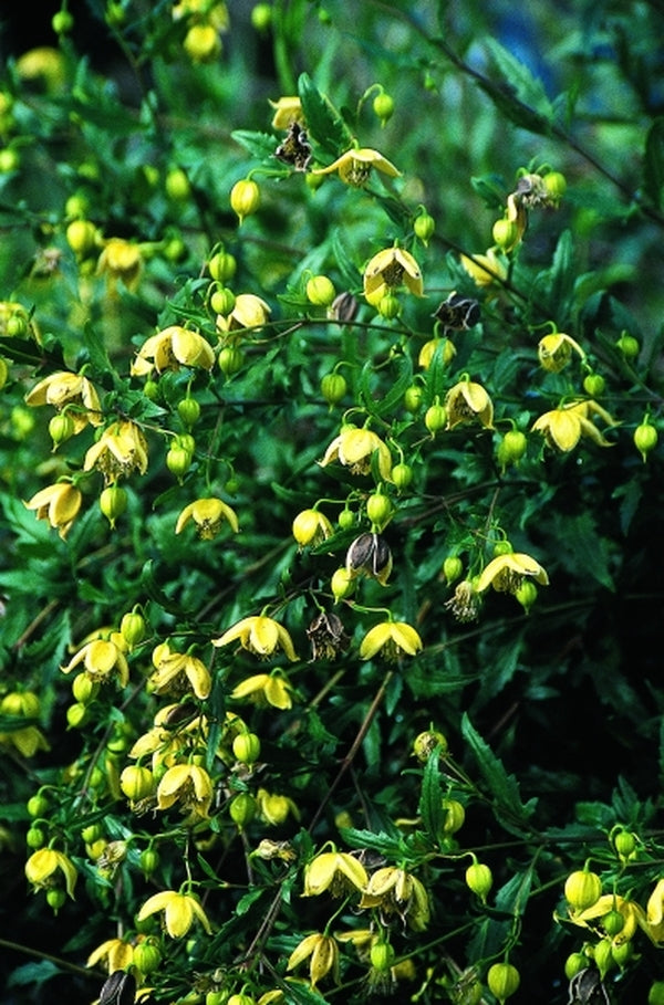 Image of Clematis fruticosa 'Mongolian Gold' taken at Juniper Level Botanic Gdn, NC by JLBG