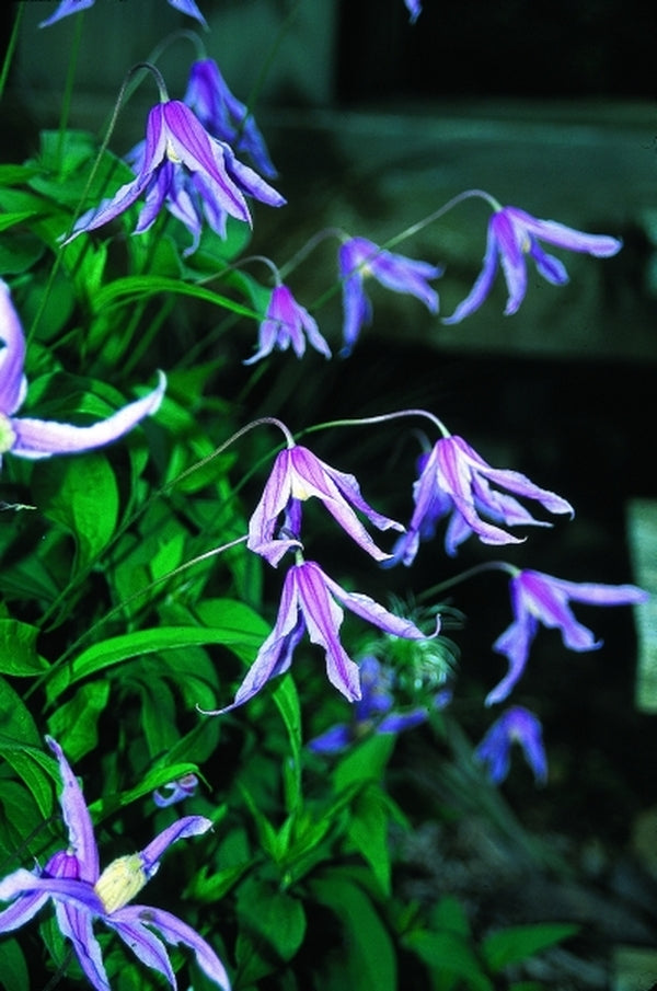 Image of Clematis integrifolia 'Rose Colored Glasses' taken at Juniper Level Botanic Gdn, NC by JLBG