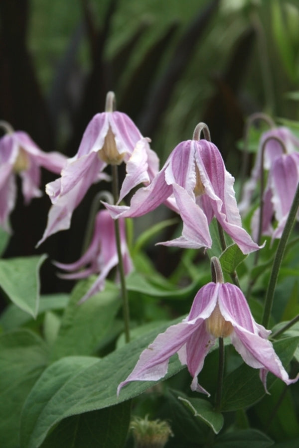 Image of Clematis integrifolia 'Rose Colored Glasses' taken at Juniper Level Botanic Gdn, NC by JLBG