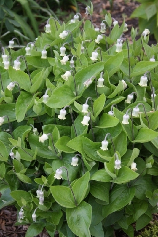 Image of Clematis ochroleuca 'Bald Knob' taken at H. Hansen Gdn, MN by T. Avent