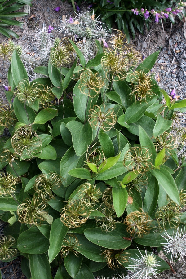 Image of Clematis ochroleuca 'Penny's Bend' taken at Juniper Level Botanic Gdn, NC by JLBG