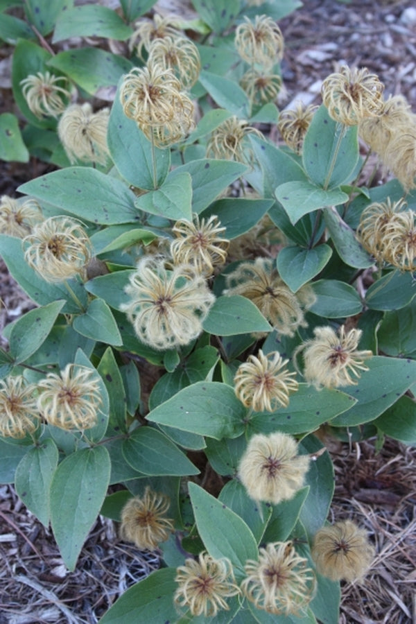 Image of Clematis viticaulis taken at Juniper Level Botanic Gdn, NC by JLBG