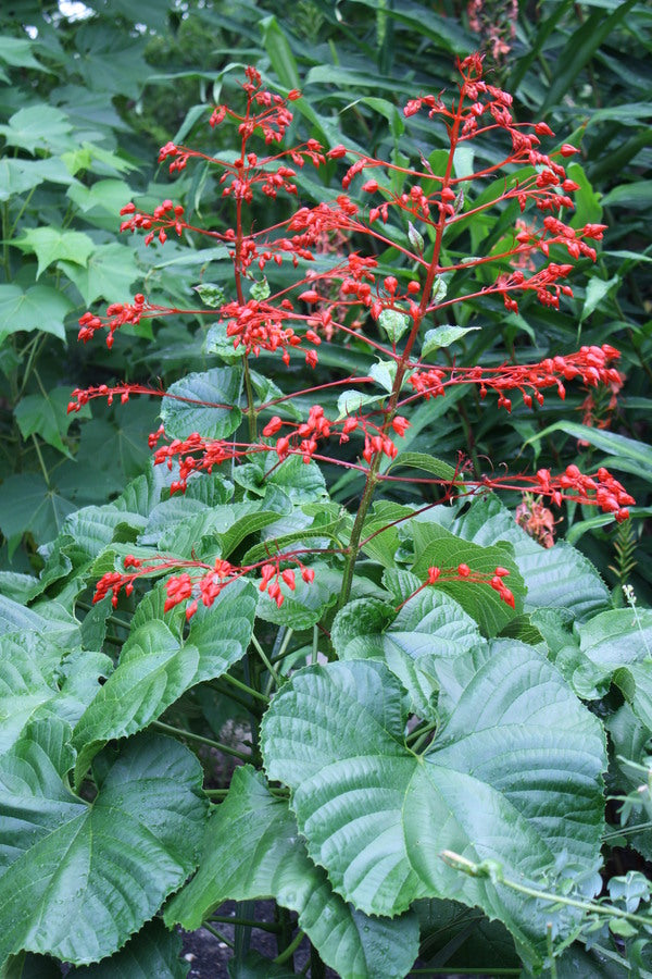 Image of Clerodendrum speciosissimum 'Arkansas Hardy' taken at Juniper Level Botanic Gdn, NC by JLBG