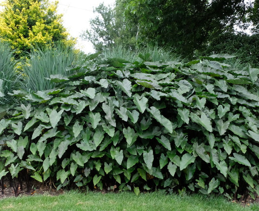 Image of Colocasia 'Blackwater' taken at Juniper Level Botanic Gdn, NC by JLBG