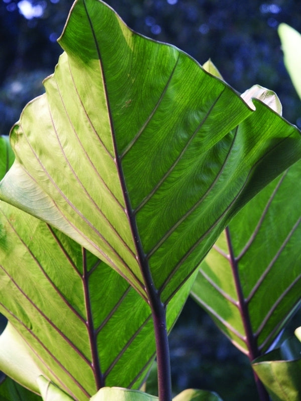 Image of Colocasia 'Coffee Cups' taken at Juniper Level Botanic Gdn, NC by JLBG