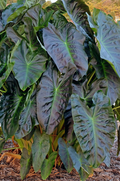 shiny elephant ear plant Colocasia esculenta Aloha